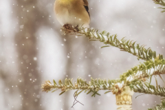Christmas Goldfinch