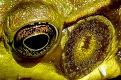 Frog Eye