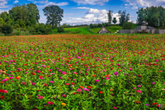 Flower Field