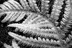 Fern Dew
