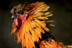 Portrait Of A Ruster