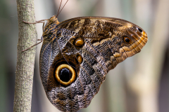 Owl Butterfly Genus Caligo