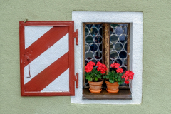 Geraniums In The Window