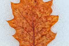 Winter Leaf