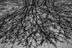 Moonlit Tree Branches