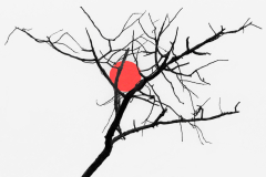 Canadian Fires Sun Tree