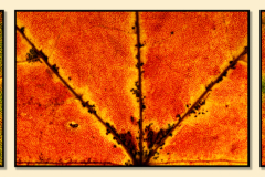 Autumn Leaves [TOPIC: Fall Colors]