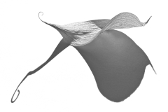 Leaf Shadow [TOPIC: Shadows]