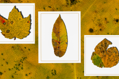 Decaying Beauty [TOPIC: Fall Colors]