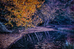 Adk Autumn Reflections Raquette Lake Shores Edge Series 1 [TOPIC: Fall Colors]