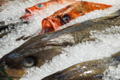 Fish Eyes [TOPIC: Circles]