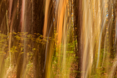 Forest In Flux [TOPIC: Fall Colors]