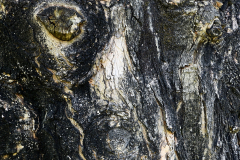 Petrified Man