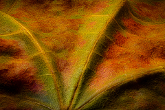 Leafscape