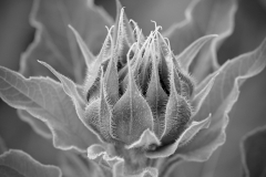 Emerging Sun