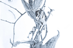 Frosty Milkweed