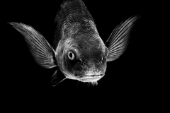 Fish Noir