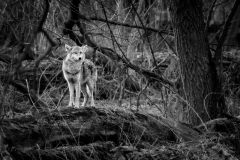 Brush Wolf