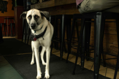 A Dog Walks Into A Bar