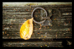 Autumn Leaf On Dock