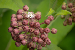 Natures Trail Blazer