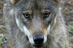 Finland Grey Wolf