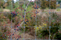 Fence Berries