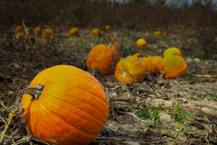 Pumpkin Patch