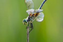 Blue Dasher Dragonfly