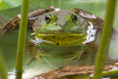 Up Close And Personal