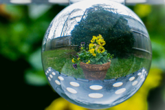 Globe
