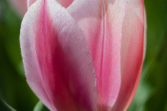 The Promise Of Spring