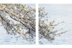 Blossom In Diptych