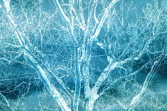 Sycamore Tree Illumination