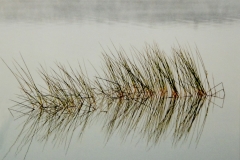 1115PA5-Luba_Ricket-Sea_Grass