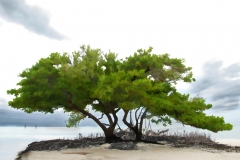 Assigned[Luba_Ricket]Zen_Tree