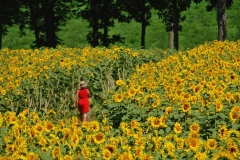 General[Luba_Ricket]Strolling_Thru_Sunflowers