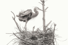 Proud Mama