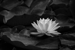 Water Lily