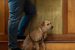 Pooch [TOPIC: Something Starting With The Letter P]