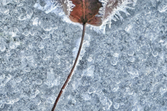 Stem and Leaf [TOPIC: Cold As Ice]
