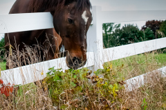 Looking For Greener Pastures [TOPIC: Fences]
