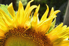 Partial Sunflower