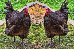 Double Clucks
