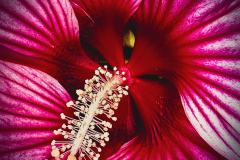 Pistil In Petals