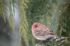 Finch In Snow