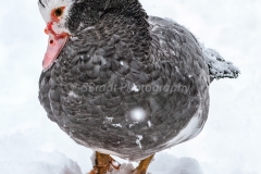 Snowy Duck