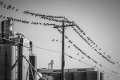 Industrial Birding