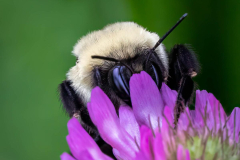 Peekaboo Bee