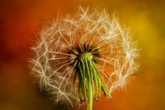 Dandelion Puff